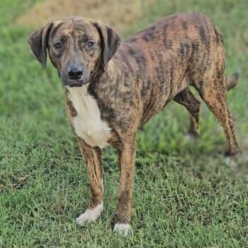 Brinlee -  Mixed Breed Dog for Adoption in Leesburg, Georgia - Brinlee | PetCurious