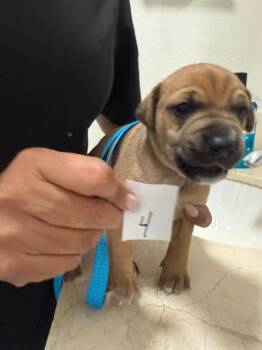 Rescue Beagle Dogs for Adoption in Miami, Florida - Eminem | PetCurious