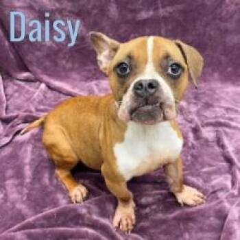 Daisy -  American Bully Dog for Adoption in Pleasantville, New Jersey - Daisy | PetCurious