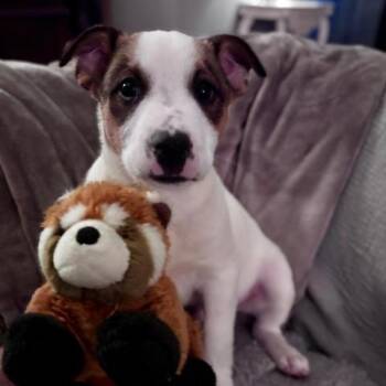 Australian Cattle Dog Blue Heeler Dogs Available for Adoption in Manhasset, New York - Panda | PetCurious