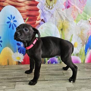 Black Labrador Retriever Dogs Available for Adoption - Maia | PetCurious