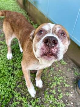 Dennis -  Pit Bull Terrier and Mixed Breed Dog for Adoption in New Orleans, Louisiana - Dennis | PetCurious