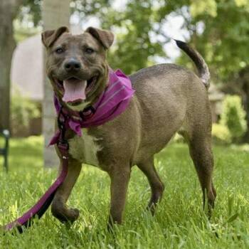 Gina -  Pit Bull Terrier and Belgian Shepherd Malinois Dog for Adoption in Mooresville, North Carolina - Gina | PetCurious