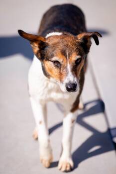 Cattle Dog and Shepherd Dogs Available for Adoption in Fort Lupton, Colorado - Aoyama | PetCurious