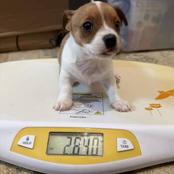 Conroe Puppy 4 -  Chihuahua and Terrier Dog for Adoption in Montgomery, Texas - Conroe Puppy 4 | PetCurious