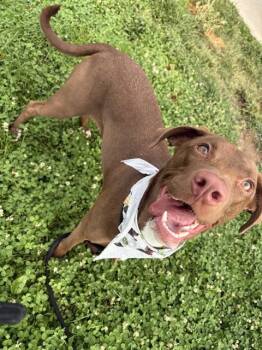 LUNA -  Labrador Retriever and Pit Bull Terrier Dog for Adoption in Pueblo, Colorado - LUNA | PetCurious