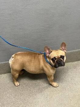 APPLEBEE -  French Bulldog Dog for Adoption in Las Vegas, Nevada - APPLEBEE | PetCurious