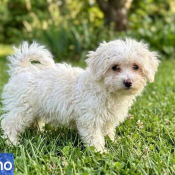 Maltipoo Dogs Available for Adoption in Wheelersburg, Ohio - Meano | PetCurious