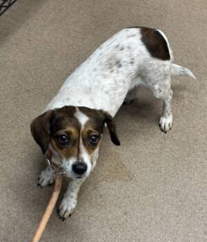 Rescue Mixed Breed Dogs for Adoption in Chamblee, Georgia - Lenexa | PetCurious