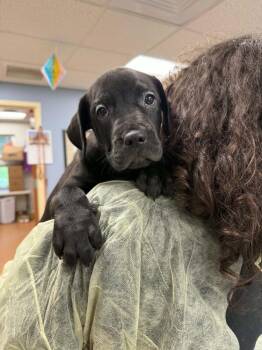 Labrador Retriever and Pit Bull Terrier Dogs Available for Adoption in Leverett, Massachusetts - Fallon (FOSTERED LOCALLY) | PetCurious