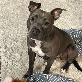 Mia -  Pit Bull Terrier and Staffordshire Bull Terrier Dog for Adoption in Turlock, California - Mia | PetCurious