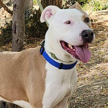 Rescue Pit Bull Terrier Dogs for Adoption in Burbank, California - Mack | PetCurious