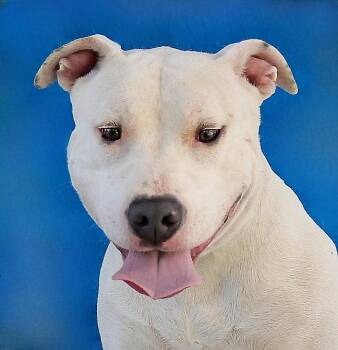 PRISCILLA -  Pit Bull Terrier Dog for Adoption in Pasadena, California - PRISCILLA | PetCurious
