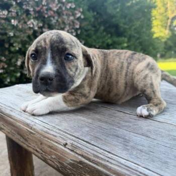 Wren -  Mixed Breed Dog for Adoption in Valley, Alabama - Wren | PetCurious