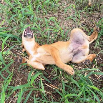 Topper -  Golden Retriever and Shepherd Dog for Adoption in Aledo, Texas - Topper | PetCurious