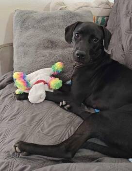 Palmetto -  Labrador Retriever Dog for Adoption in Clearwater, Florida - Palmetto | PetCurious