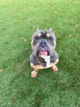 American Bulldog and Mixed Breed Dogs Available for Adoption - Labron - 2 | PetCurious