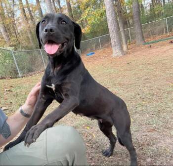 Rescue Pit Bull Terrier Dogs for Adoption in Little Rock, Arkansas - Amy Opal | PetCurious