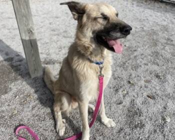 Rescue Mixed Breed Dogs for Adoption in Maumee, Ohio - Max | PetCurious