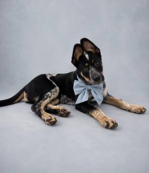 Australian Cattle Dog Blue Heeler Dogs Available for Adoption in Houston, Texas - Avenger | PetCurious