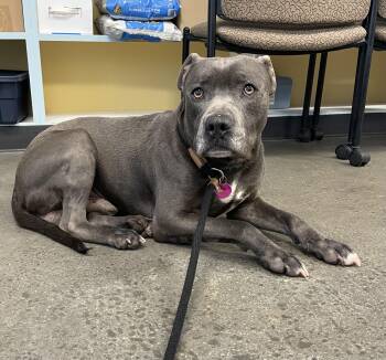 Rescue Mixed Breed Dogs for Adoption in Mishawaka, Indiana - Bartholomew | PetCurious