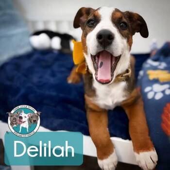 Labrador Retriever and Pit Bull Terrier Dogs Available for Adoption - Delilah Belle Tenderheart | PetCurious