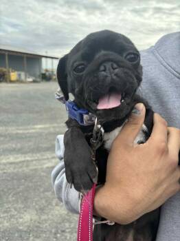 Rescue Pug Dogs for Adoption in Kirkland, Washington - Pippi | PetCurious