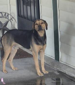 BRIGGS -  Hound Dog for Adoption in San Antonio, Texas - BRIGGS | PetCurious