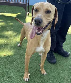 AMMO -  Hound and Mixed Breed Dog for Adoption in Palmetto, Florida - AMMO | PetCurious