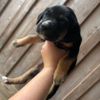 Bloodhound Dogs Available for Adoption - Apollo | PetCurious