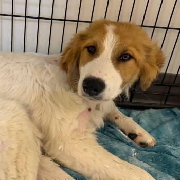Great Pyrenees and Saint Bernard Dogs Available for Adoption in Austin, Texas - Maggie | PetCurious