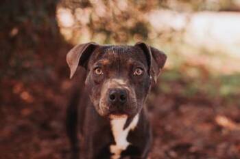 American Staffordshire Terrier and Mixed Breed Dogs Available for Adoption - 90953a Annie | PetCurious