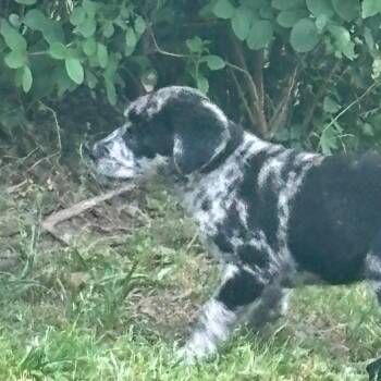 Australian Cattle Dog Blue Heeler and Standard Schnauzer Dogs Available for Adoption in Livingston, Texas - Theo | PetCurious