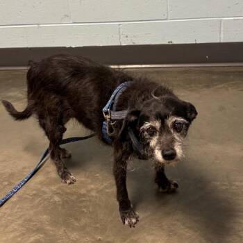 Sammy -  Mixed Breed Dog for Adoption in Dekalb, Illinois - Sammy | PetCurious