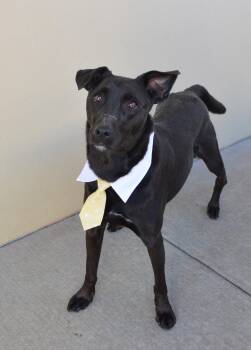 Labrador Retriever Dogs Available for Adoption in Mckinney, Texas - Smokey (In Foster) | PetCurious