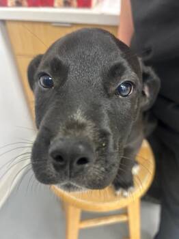 Yang (Yx2) -  Shepherd and Labrador Retriever Dog for Adoption in Hartsville, South Carolina - Yang (Yx2) | PetCurious