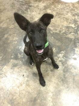 Hatfield -  Shepherd and Plott Hound Dog for Adoption in Osage Beach, Missouri - Hatfield | PetCurious