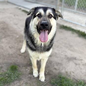 German Shepherd Dog and Mixed Breed Dogs Available for Adoption in Modesto, California - LUKA | PetCurious