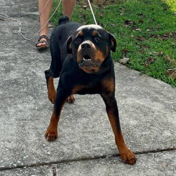 Drex -  Rottweiler Dog for Adoption in Chattanooga, Tennessee - Drex | PetCurious