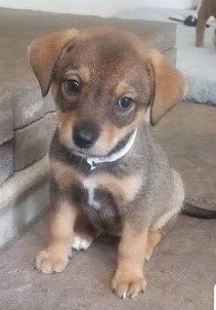 Shepherd and Australian Cattle Dog Blue Heeler Dogs Available for Adoption in Winter Park, Colorado - Willow | PetCurious