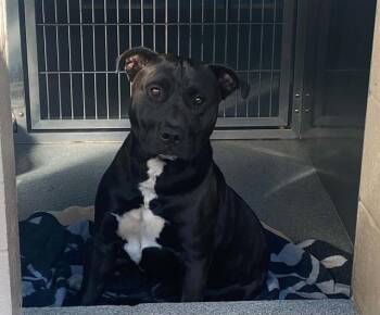ANDRE -  Labrador Retriever and Pit Bull Terrier Dog for Adoption in Tustin, California - ANDRE | PetCurious