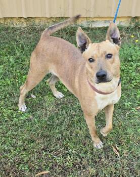 Rescue Carolina Dog and Catahoula Leopard Dog Dogs for Adoption in New York, New York - Indy *foster Needed* | PetCurious