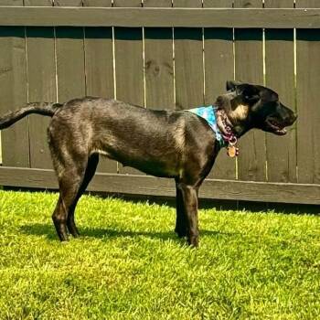 Charlotte -  Labrador Retriever and Shepherd Dog for Adoption in Enterprise, Alabama - Charlotte | PetCurious