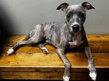 Roxy -  Italian Greyhound Dog for Adoption in Statesville, North Carolina - Roxy | PetCurious