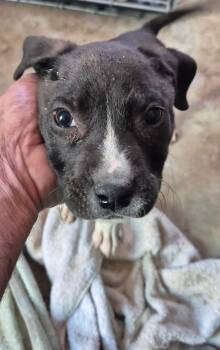 Charlie -  American Staffordshire Terrier Dog for Adoption in Cave Creek, Arizona - Charlie | PetCurious