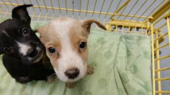 MINNIE -  Pit Bull Terrier Dog for Adoption in Tulsa, Oklahoma - MINNIE | PetCurious