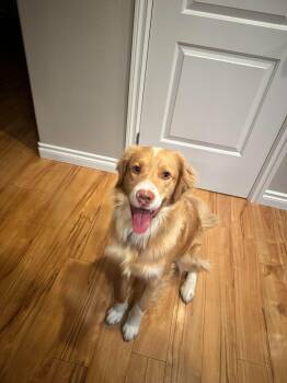 Moe -  English Springer Spaniel and Golden Retriever Dog for Adoption in Anchorage, Alaska - Moe | PetCurious