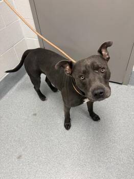 MEELO -  Pit Bull Terrier Dog for Adoption in Indianapolis, Indiana - MEELO | PetCurious