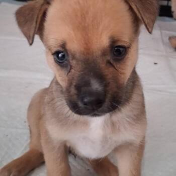 Veronica -  German Shepherd Dog and Mixed Breed Dog for Adoption in Las Vegas, Nevada - Veronica | PetCurious