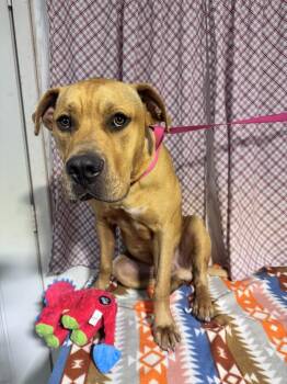 TUFFY -  Black Mouth Cur and Boerboel Dog for Adoption in Opelousas, Louisiana - TUFFY | PetCurious